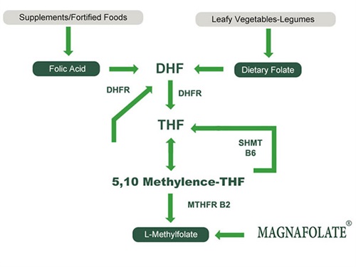 Buntáistí folate, aigéad fólach agus L Methylfolate le haghaidh Sláinte