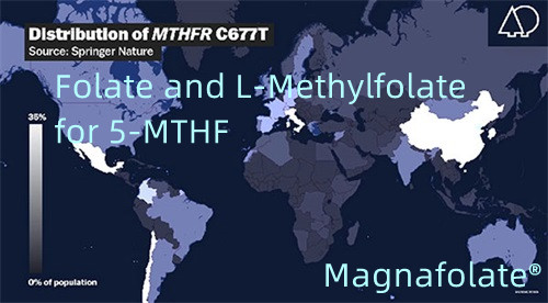 Folate agus L-Methylfolate le haghaidh 5-MTHF