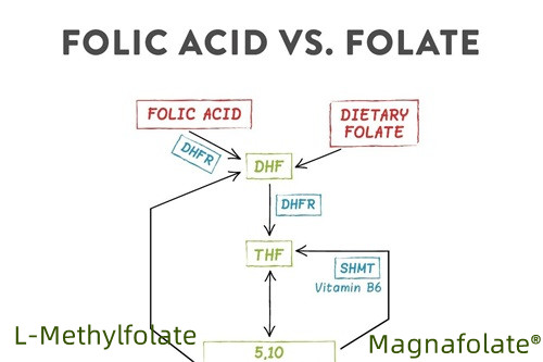 Achoimre ar folate agus L-Methylfolate