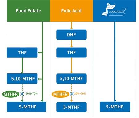 Cad é 5-methyltetrahydrofolate?