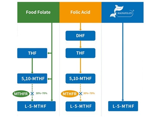 Is eochair é an próiseas meitibileachta folate a théann i bhfeidhm ar a saintréithe bitheolaíocha