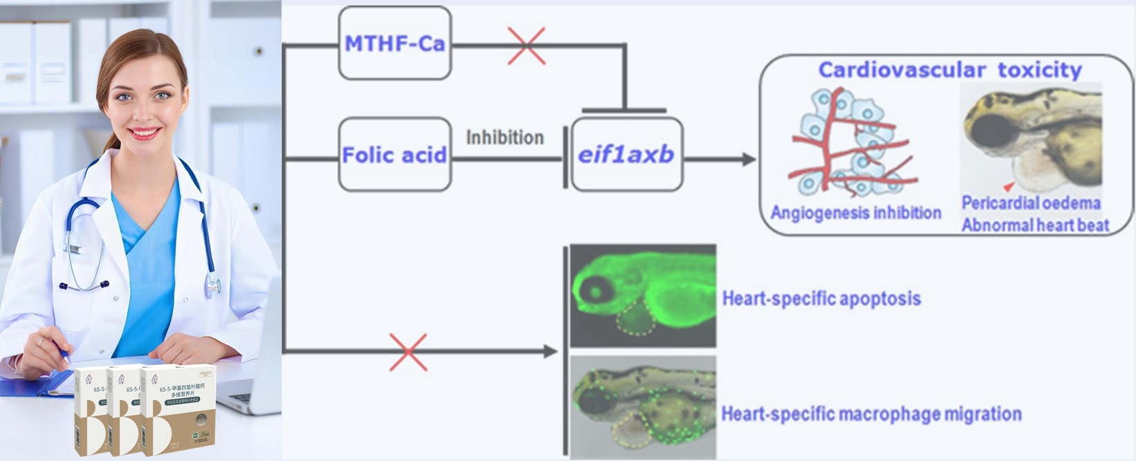 Athbhreithniú Litríochta | D'fhéadfadh aigéad fólach sintéiseach arddháileoige a bheith ina rioscaí croí do luath-suthanna; Cruthaíonn 6S-5-methyltetrahydrofolate-calcium níos sábháilte