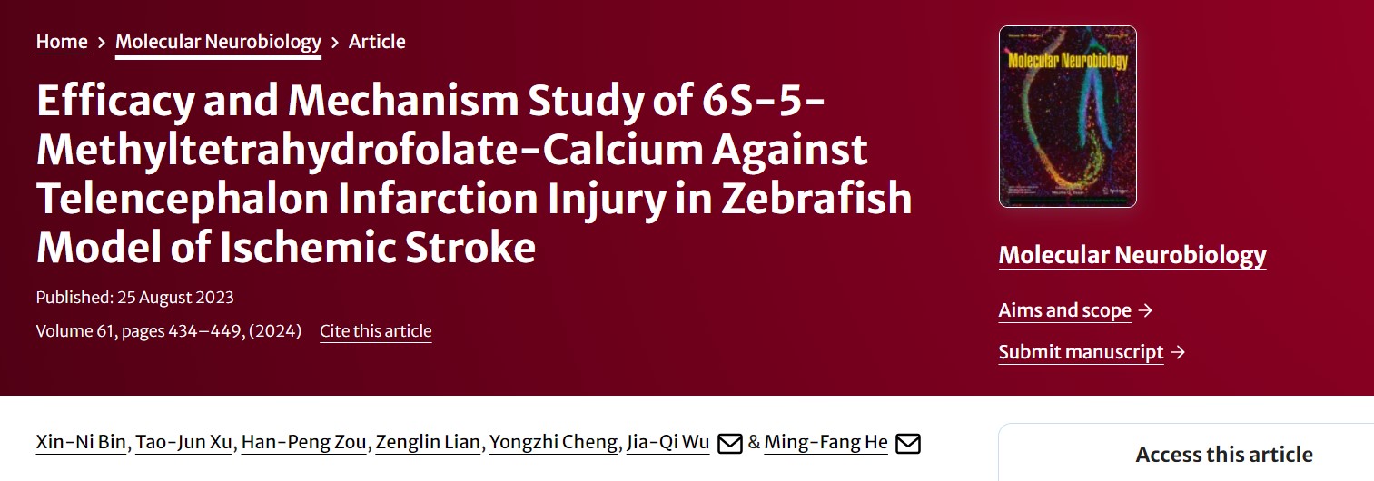 Sláinte Brain a Chosaint: Cailciam 6S-5-Methyltetrahydrofolate, Dóchas Nua do Chosc agus Cóireáil Stróc